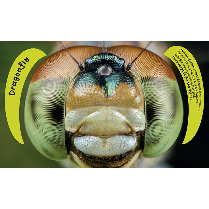 Eye View: Bugs and Other Tiny Creatures