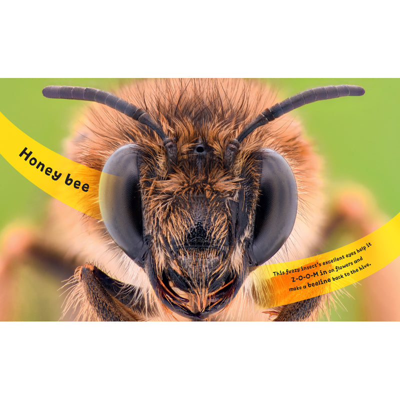 Eye View: Bugs and Other Tiny Creatures