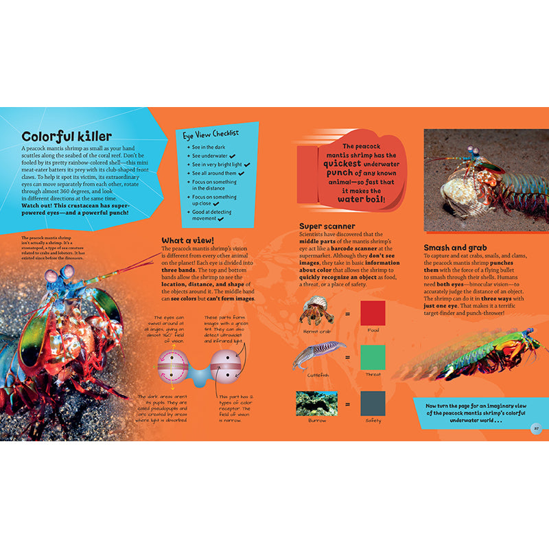 Eye View: Bugs and Other Tiny Creatures