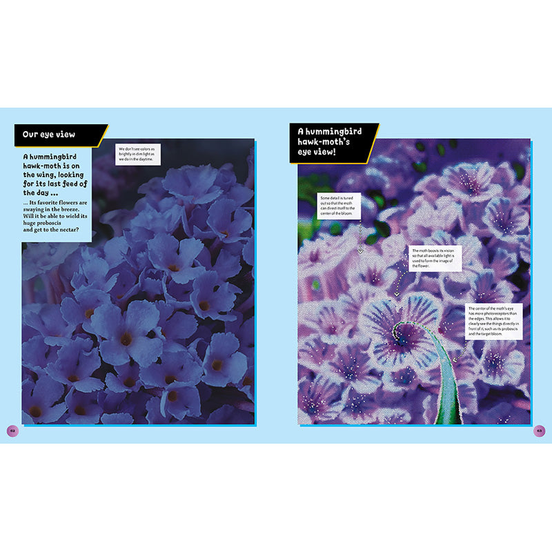 Eye View: Bugs and Other Tiny Creatures