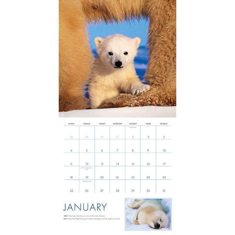 2026 Baby Animals Wall Calendar