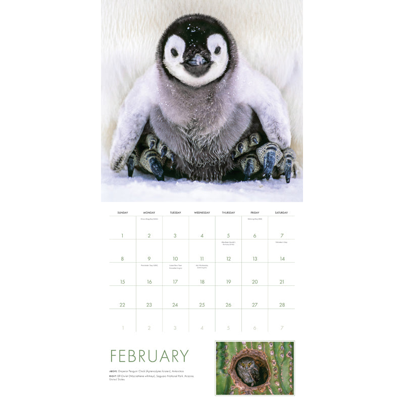 2026 Baby Animals Wall Calendar