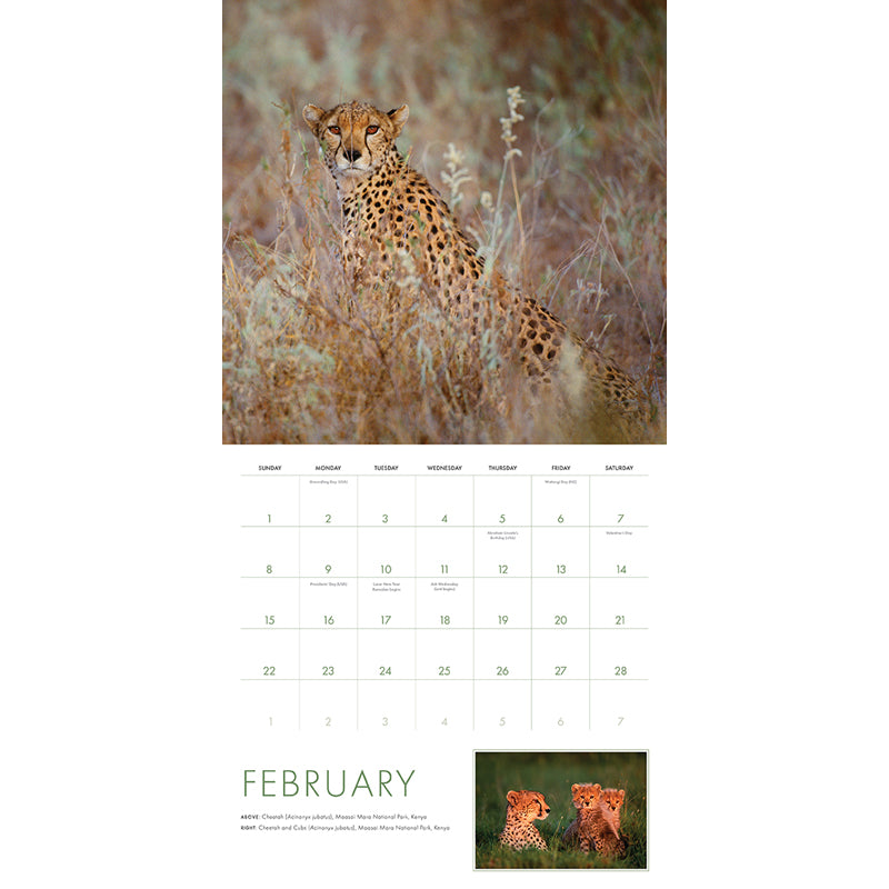 2026 Big Cats Wall Calendar