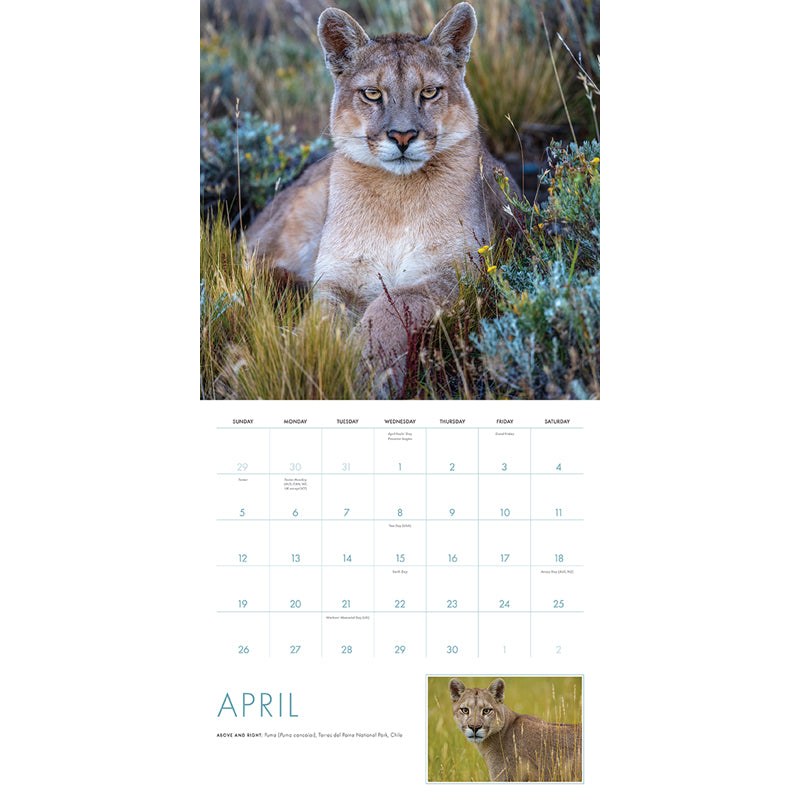 2026 Big Cats Wall Calendar