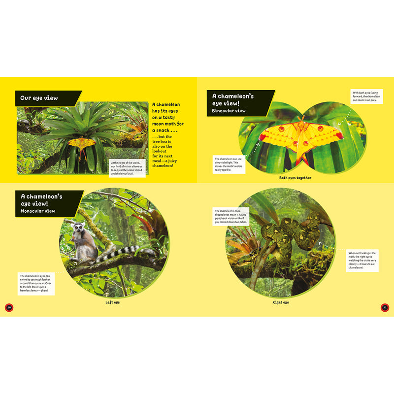 Eye View: Jungle Animals