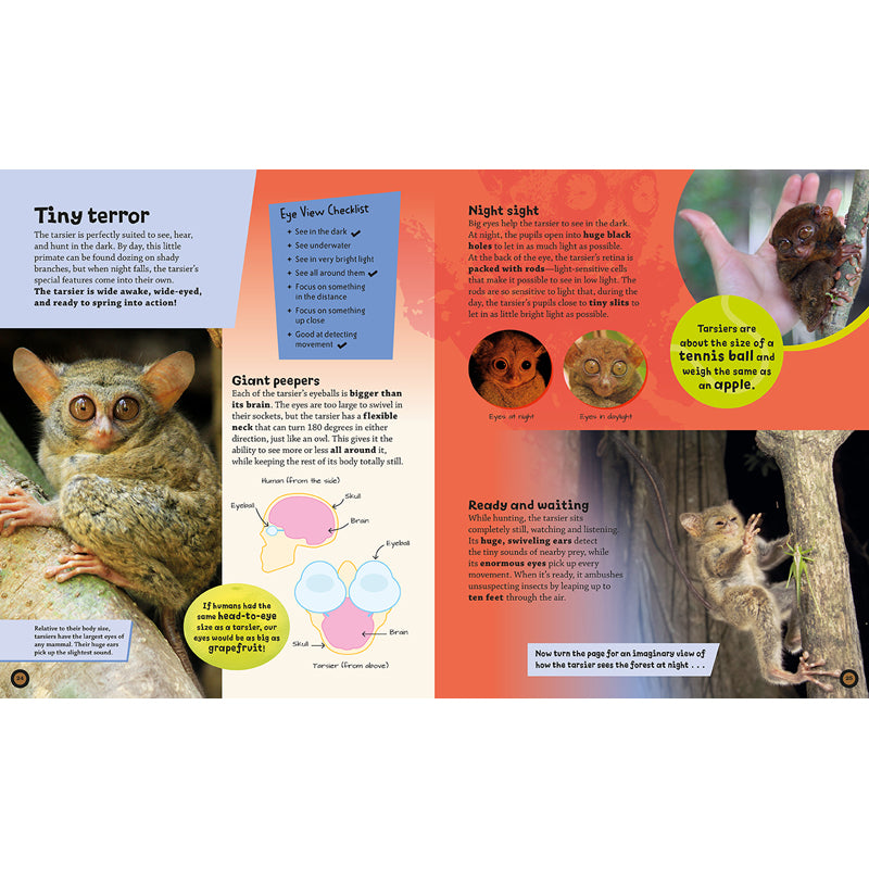 Eye View: Jungle Animals