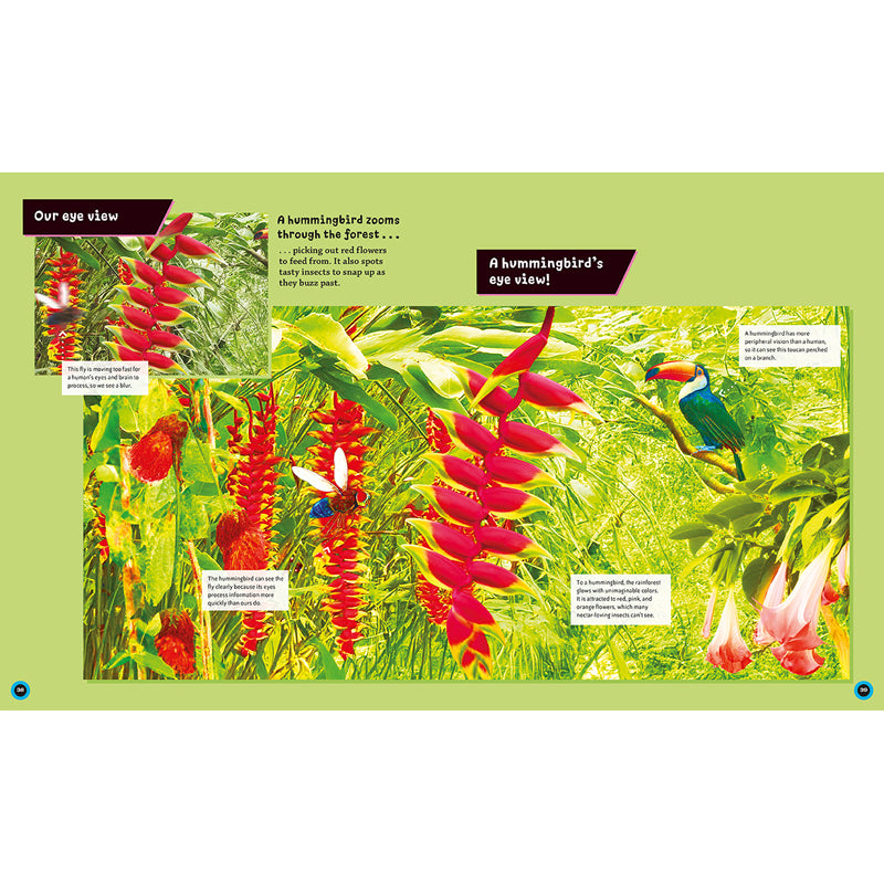 Eye View: Jungle Animals