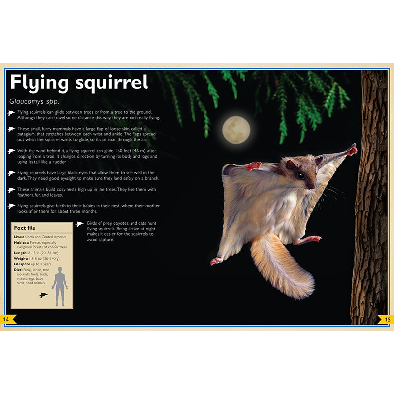 The Magnificent Book of Night Creatures