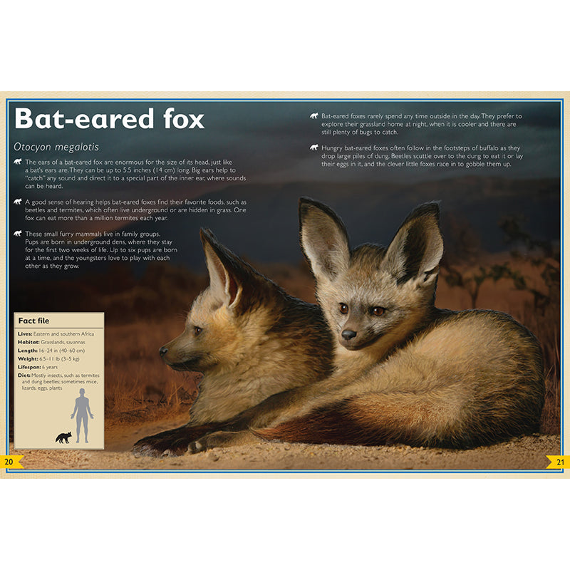 The Magnificent Book of Night Creatures