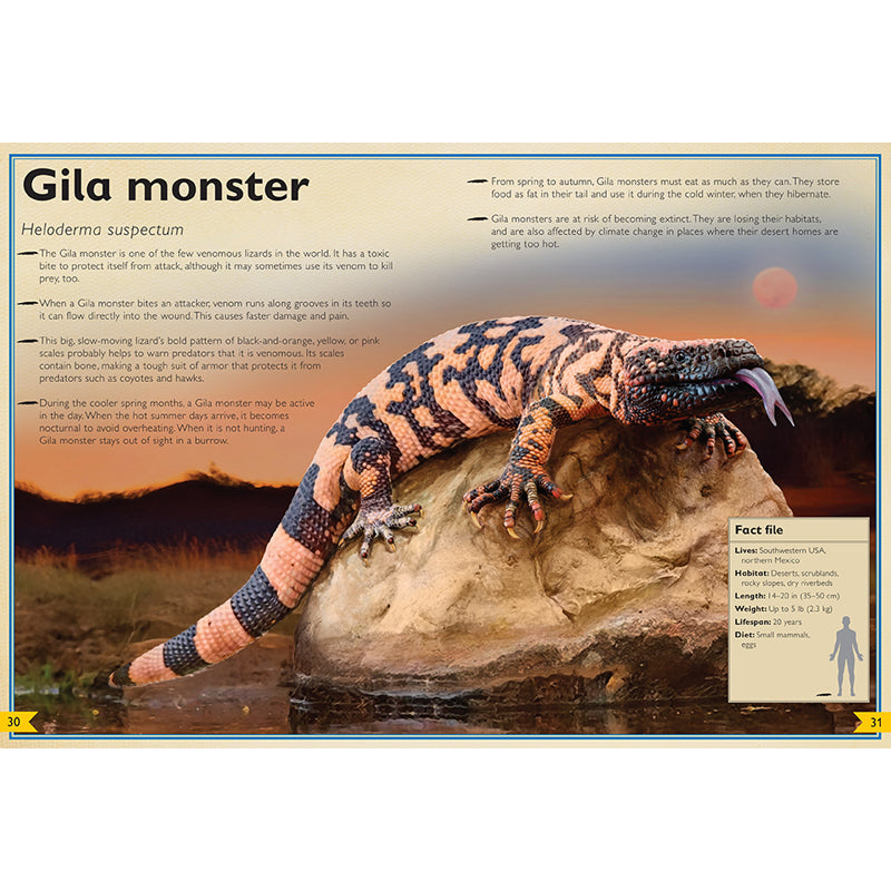 The Magnificent Book of Night Creatures