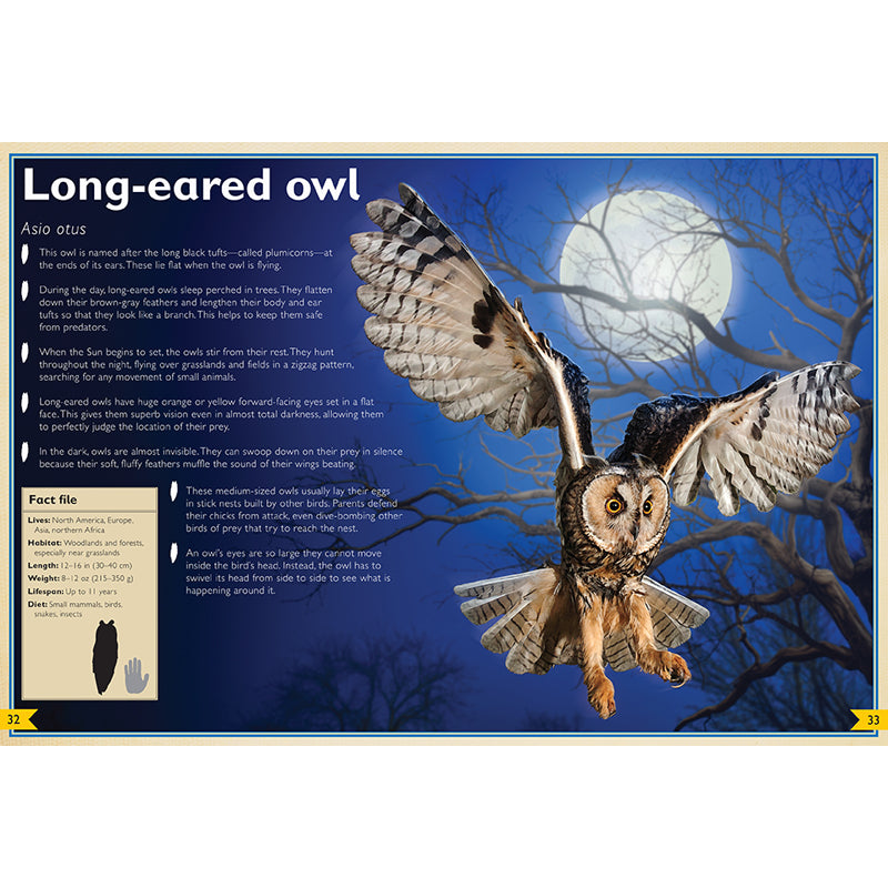 The Magnificent Book of Night Creatures